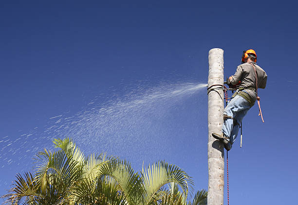 Best Tree Health Inspection  in Palmdale, CA