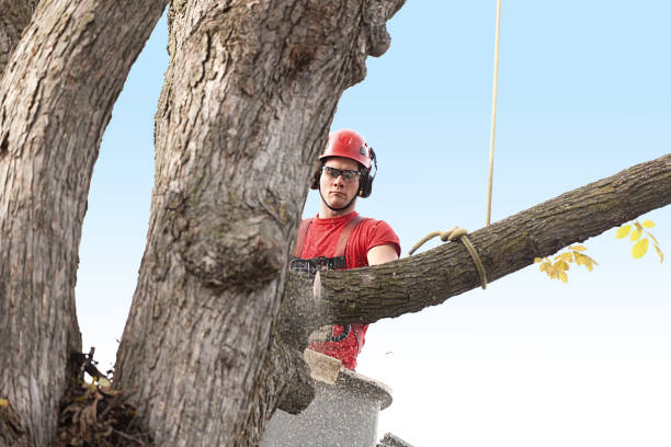 How Our Tree Care Process Works  in  Palmdale, CA